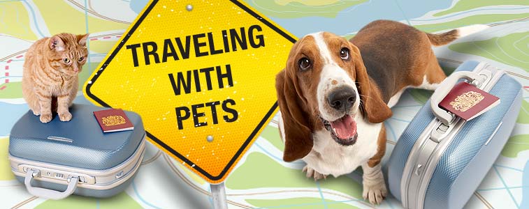 Traveling with your pet