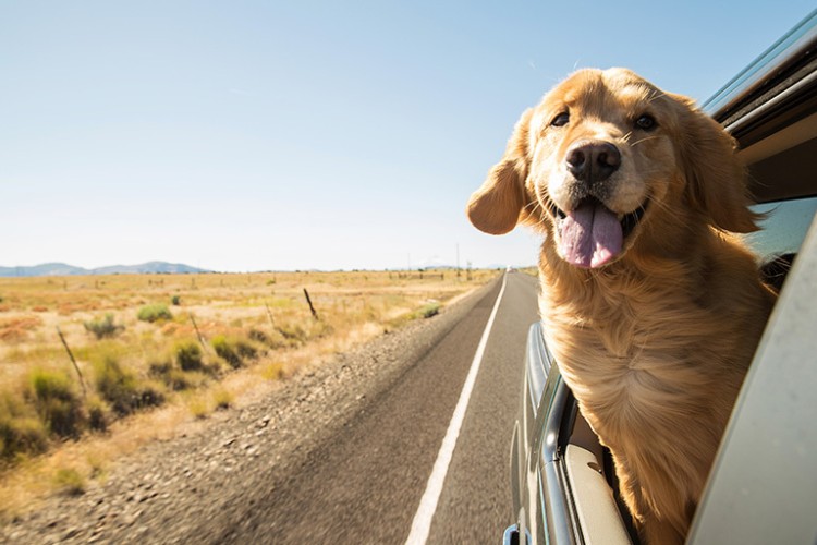 Make Your Moving Stressless For Your Pets!