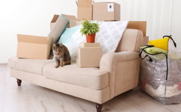 moving with cats