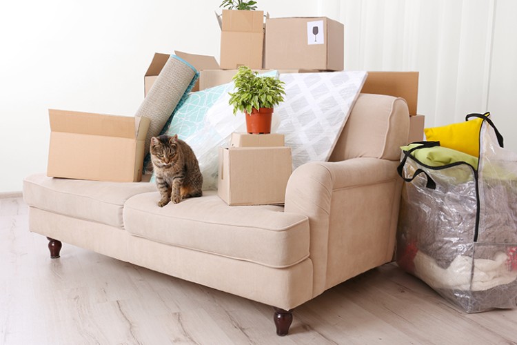 Moving With Cats - Tips to Improve your Pet's Moving Experience