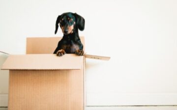 dog's head coming out of a box