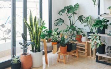 House Plants