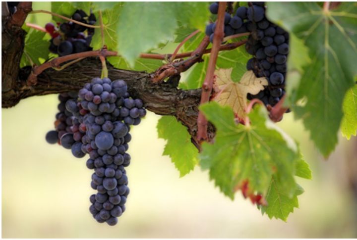 grapes on a vine