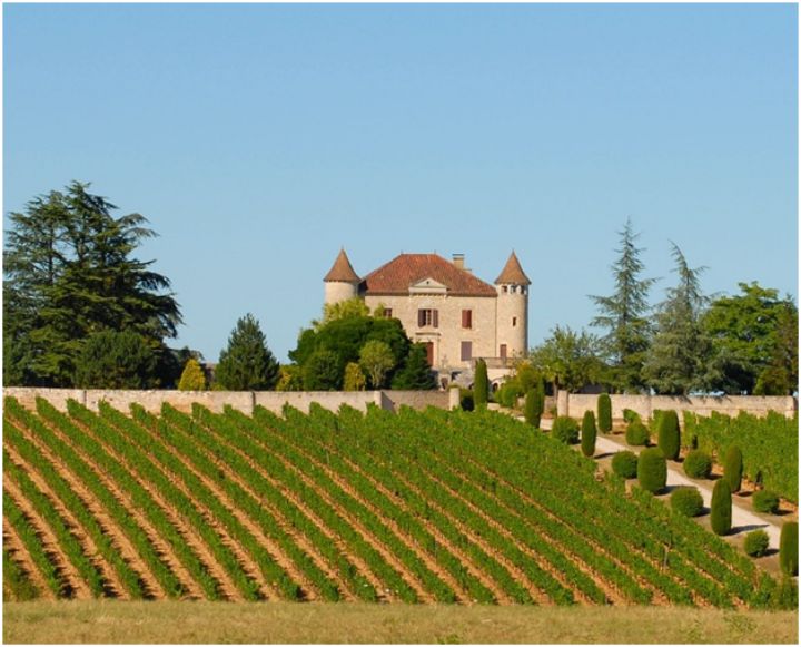 vineyard with castle in background