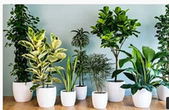 Decorative Plants