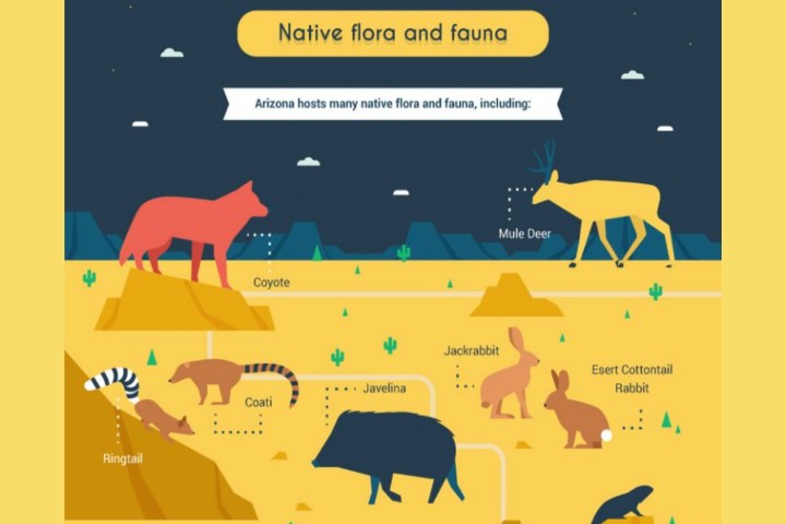 Move To Phoenix native flora and fauna
