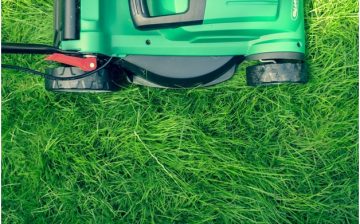 revived lawn