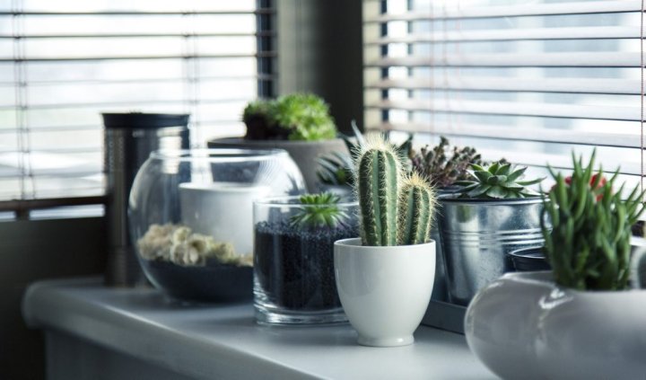 small potted plants on windowsill