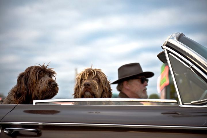 two dogs riding in a convertible