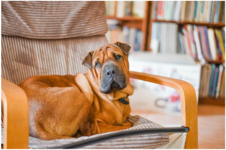 dog sitting on cushioned chair