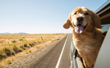 dog in car with head out