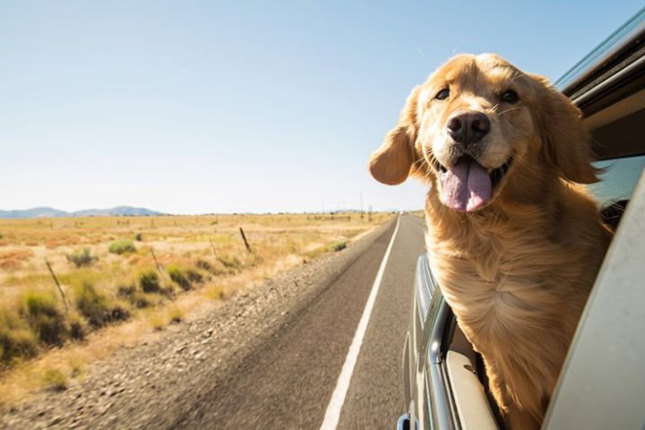 dog in car with head out