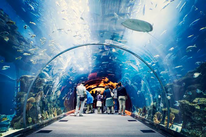 underwater tunnel at Dubai Aquarium