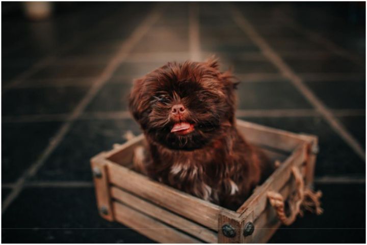 small animal sitting in wooden tray
