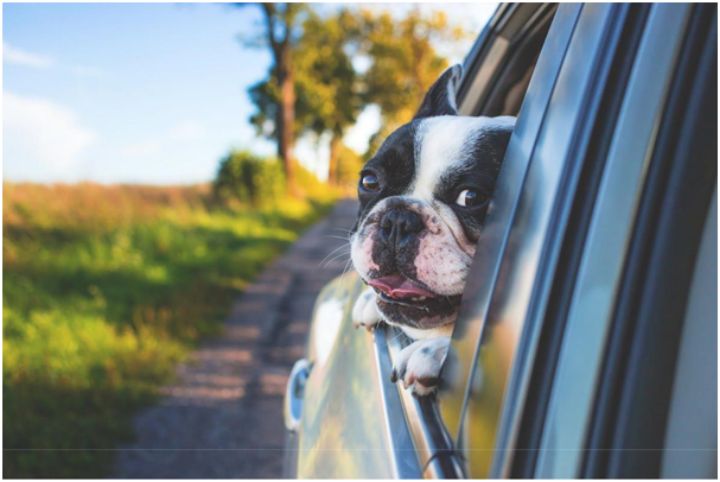 dog riding in car with head partly out the window