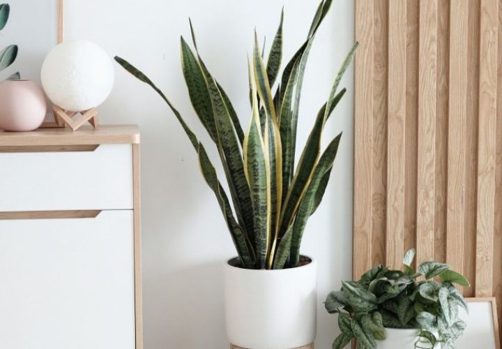 8 Green DIY Ideas to Enliven Your Home for Those on a Tight Budget