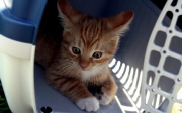 kitten in transport container