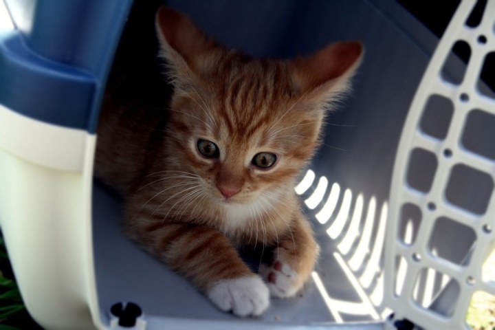 kitten in transport container