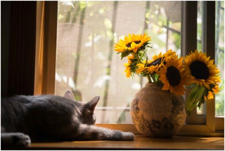 cat next to flowerpot and window