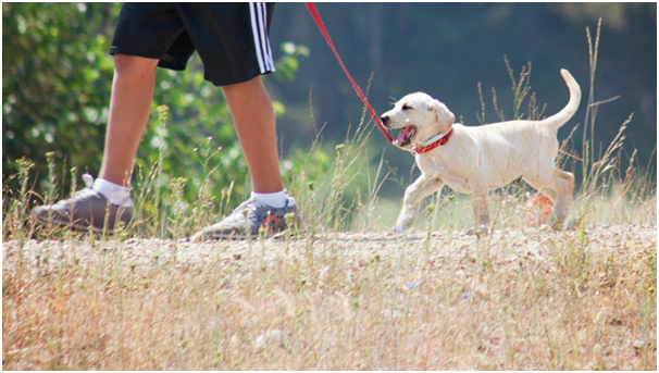 walking a dog in a park