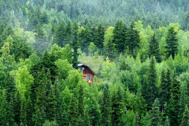 Alaska landscape with small house in the forest