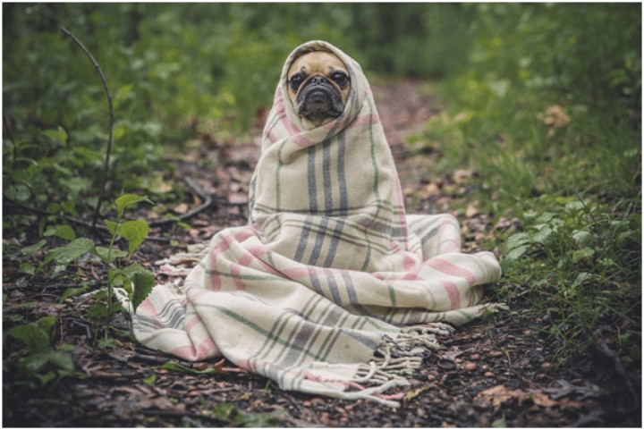 small dog wrapped in a blanket