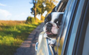 dog riding in a car