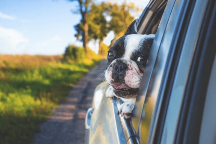 dog riding in a car