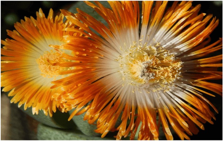 lithop orange flowers