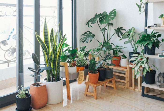 Grow Plants Indoors