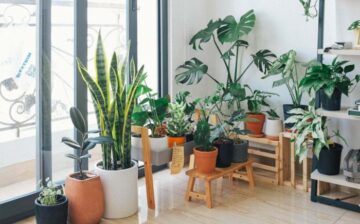 Grow Plants Indoors