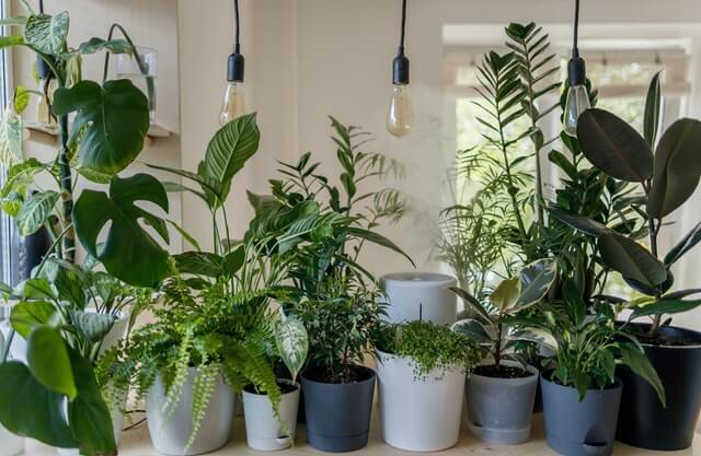 Grow Plants Indoors