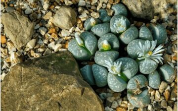 lithops among small rocks