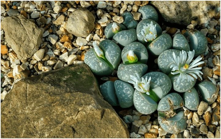 lithops among small rocks