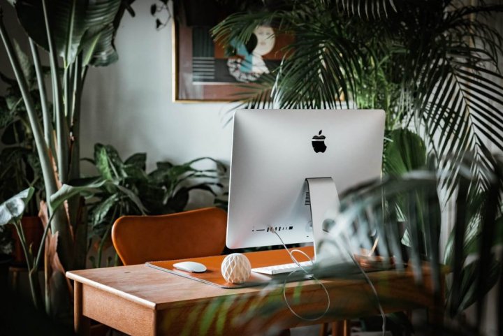 desk with laptop and surrounded by house plants