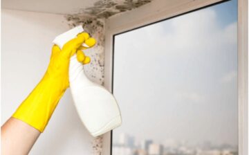 mold treatment and removal