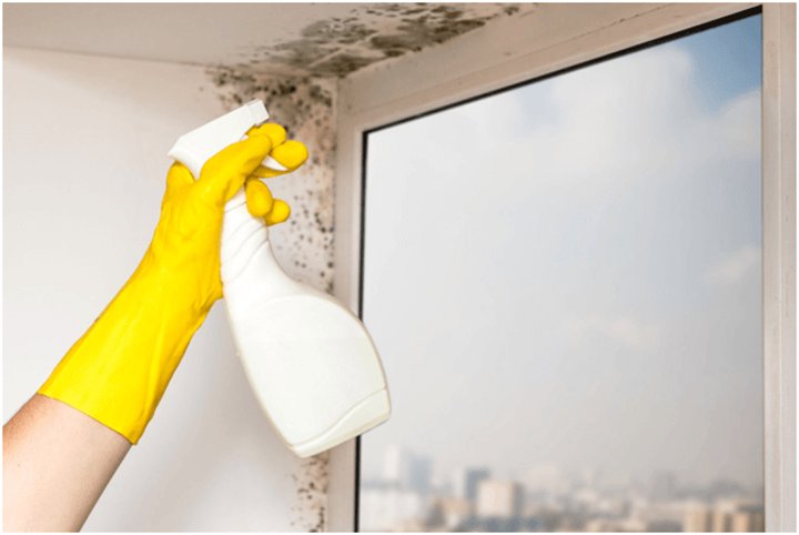 mold treatment and removal