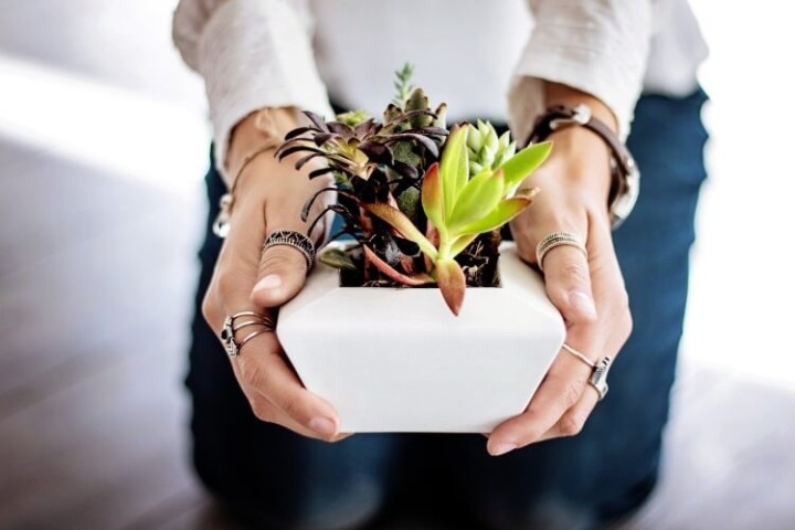 handing a potted plant