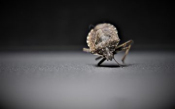 Solitary bed bug waiting to be dealt with before the house owner moves