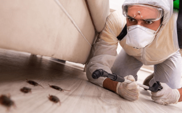home pest infection