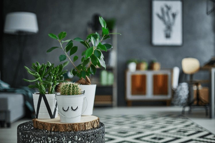 housewarming plants gifts