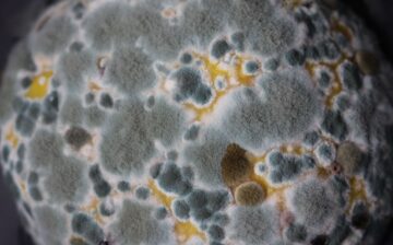 Mold in the house