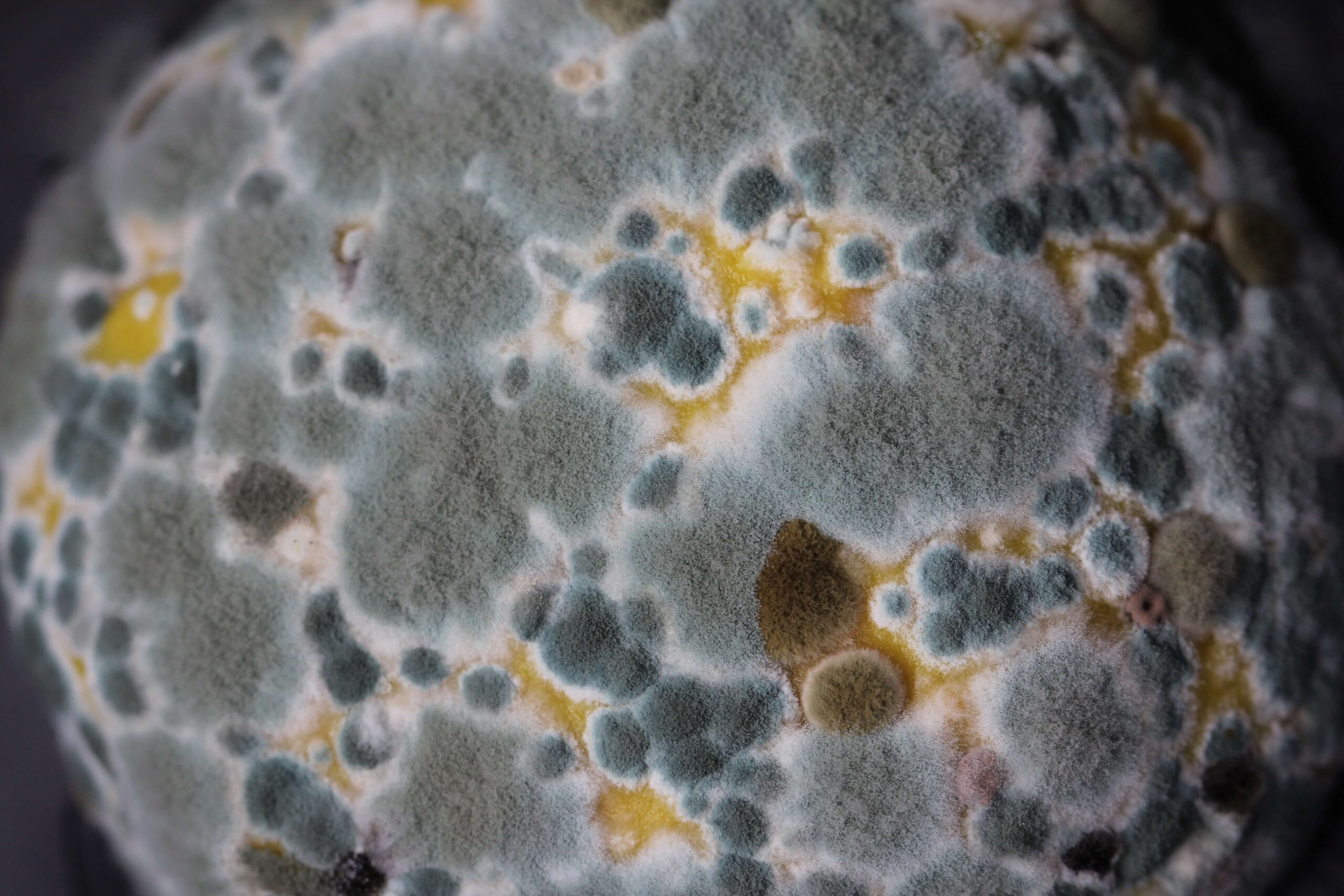magnified view of mold spore