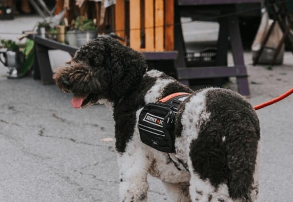 A Companion Dog Is A Reliable Friend In The Fight Against Anxiety