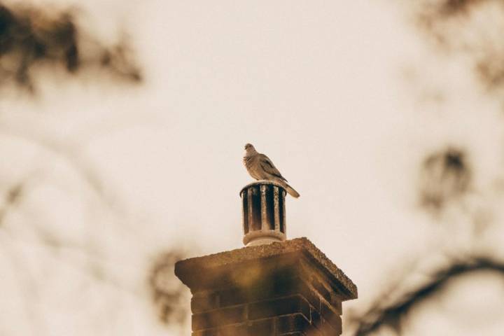 bird in small round chimney