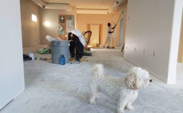 house under renovation with pet