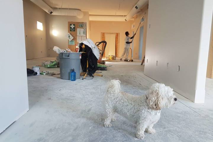 house under renovation with pet