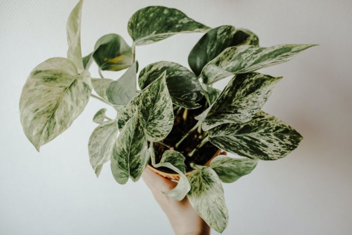 indoor plant decoration