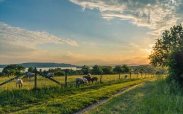 landscape of farm animals and pasture