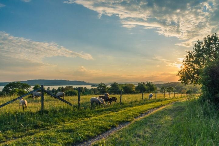 landscape of farm animals and pasture